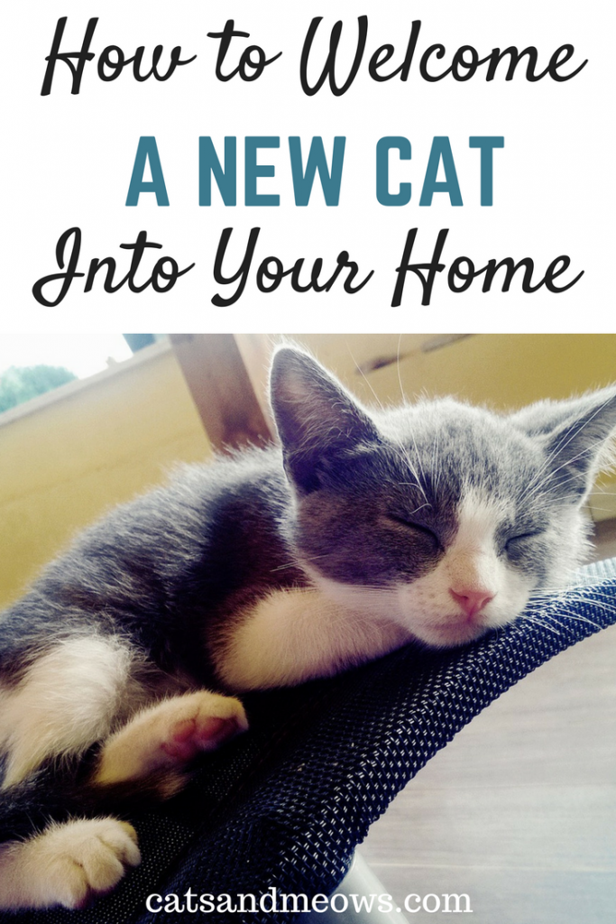 You've Chosen A Cat How to A Cat Into Your Home Cats and Meows