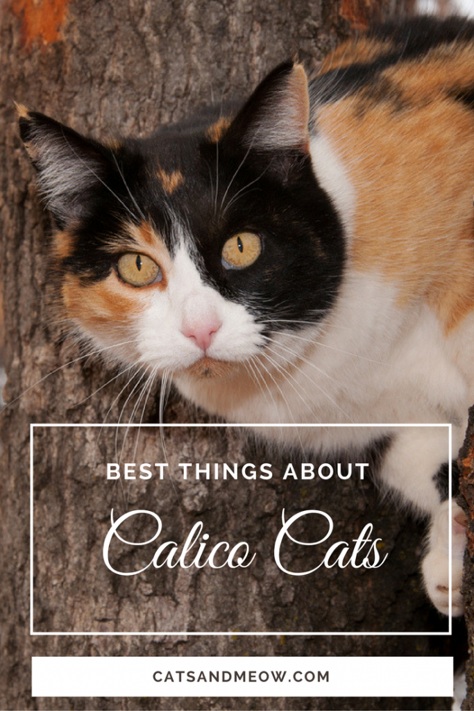 best-things-about-calico-cats-cats-and-meows