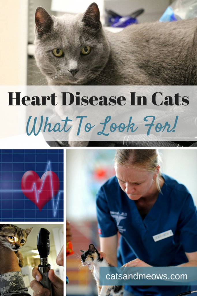 Heart Disease In Cats - What To Look For! - Cats And Meows