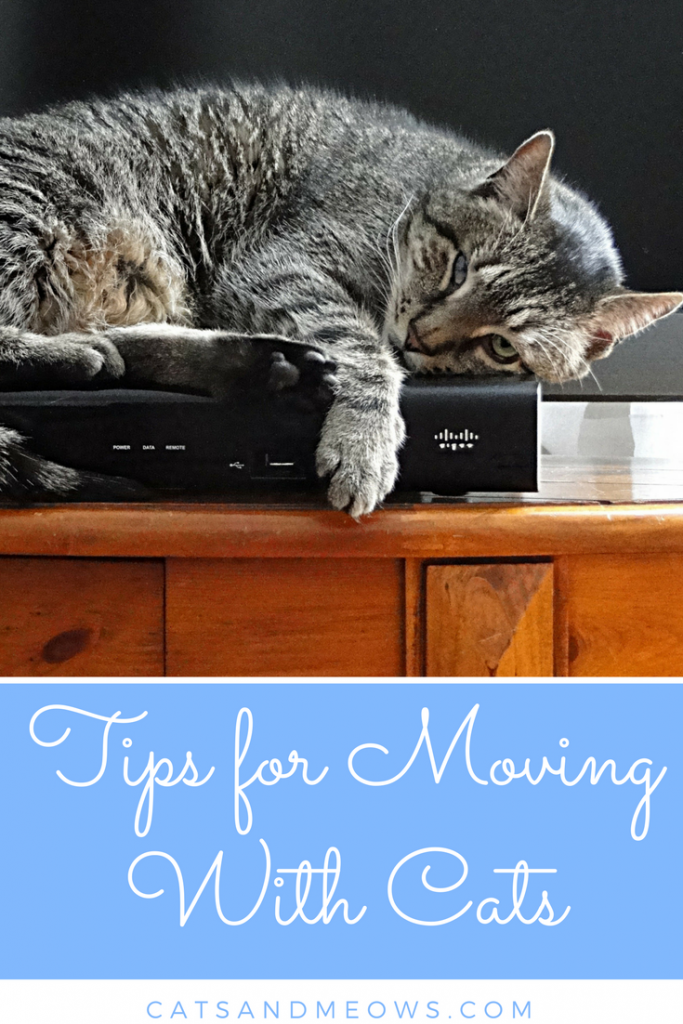 Tips for Moving With Cats Cats and Meows