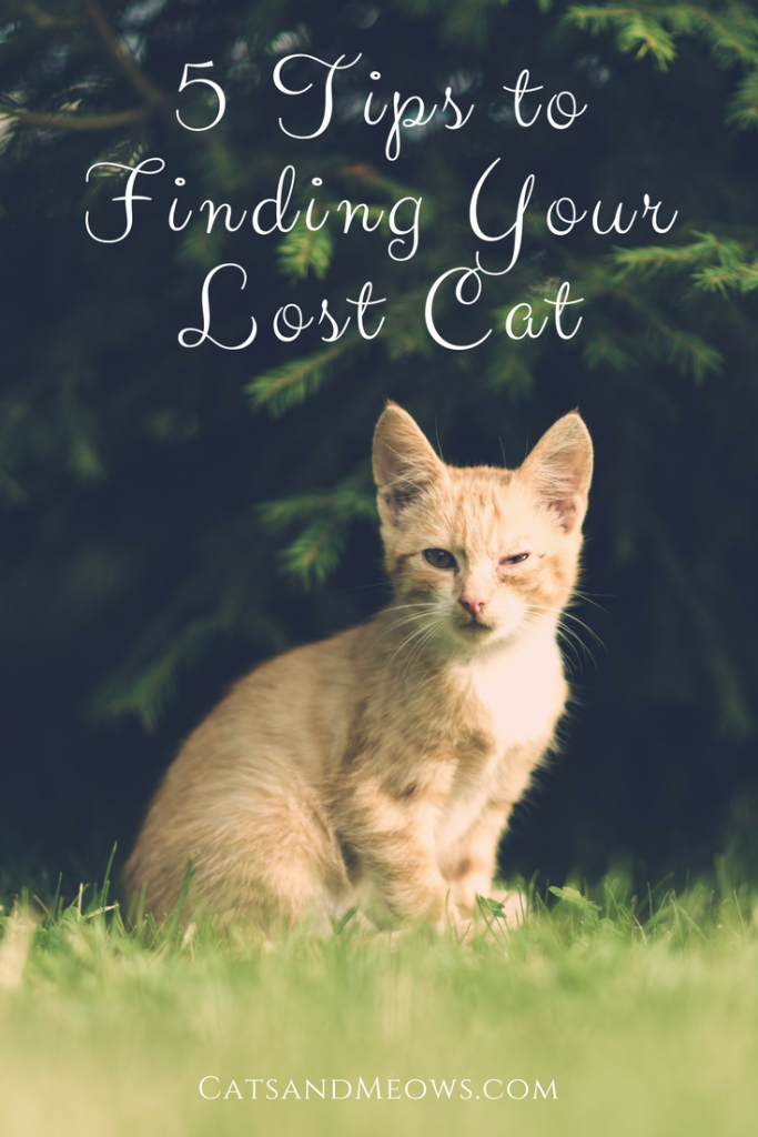 5-tips-to-finding-your-lost-cat-cats-and-meows