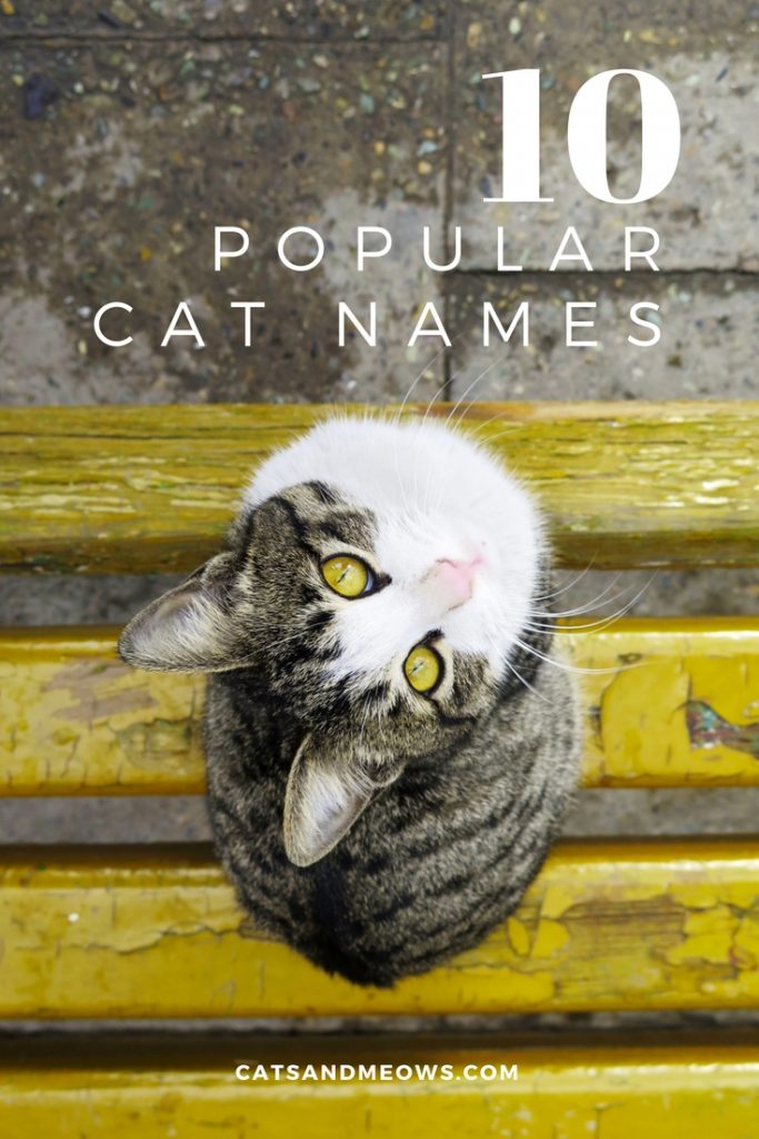 10 Popular Cat Names - Cats and Meows