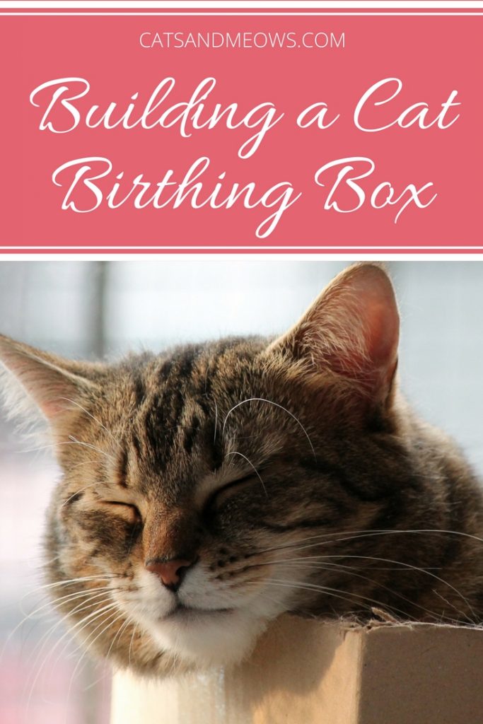 How To Build a Cat Birthing Box - Cats and Meows