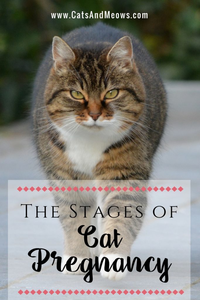 The Stages of Cat Pregnancy - Cats and Meows