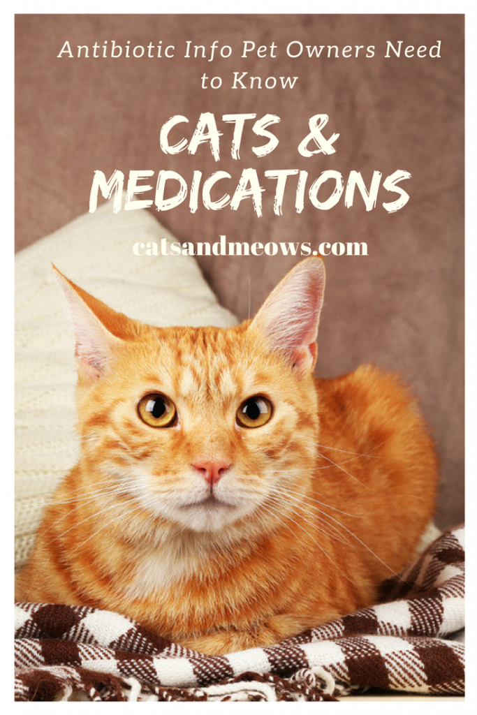 Cats and Medications Antibiotic Info Pet Owners Need to Know Cats