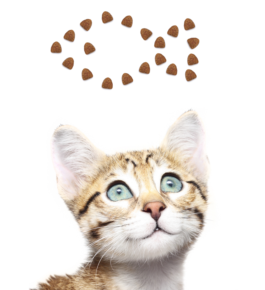 Homemade Cat Treats for Kitties With Sensitive Stomachs ...