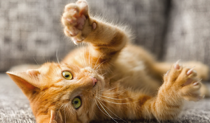 cat-declawing-the-painful-facts