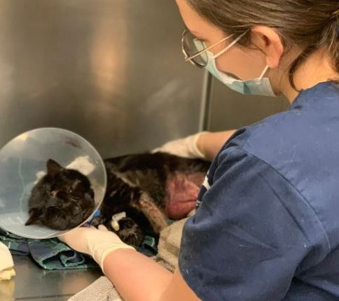 Maimed Buddy The Cat Is On The Mend – Two Teens Reportedly Arrested