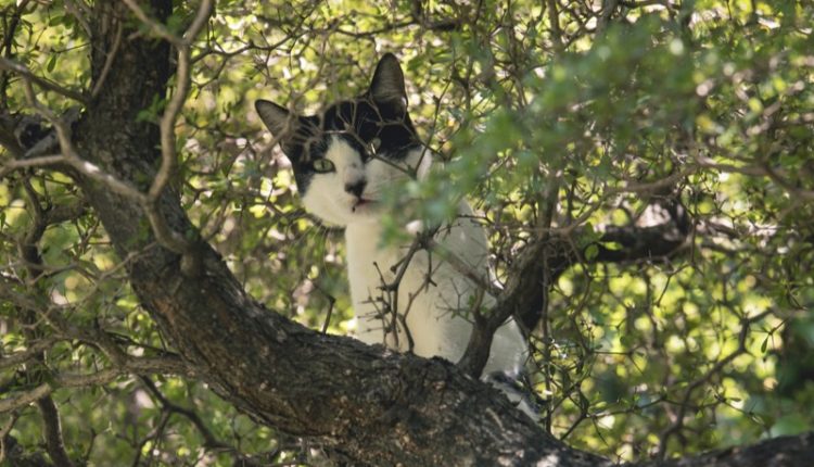 A house cat stuck in a tree safe from dogs.